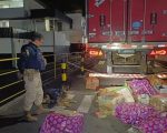 Caminhoneiro é preso na Grande BH com 400 kg de maconha escondidos em carga de carne