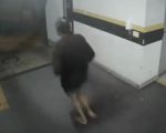 VÍDEO: homem com tornozeleira eletrônica invade prédio em BH e foge ao ouvir alarme