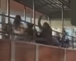 VÍDEO: pai de aluna invade escola e agride adolescentes junto com a filha