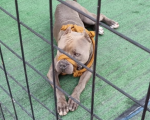 Após atacar pedestres em Formiga, pit bull é contido por populares em academia e capturado pelos bombeiros