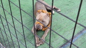 Ap&oacute;s atacar pedestres em Formiga, pit bull &eacute; contido por populares em academia e capturado pelos bombeiros