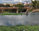Aguapés avançam no Rio Itapecerica