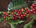 Exportações do agro mineiro mantêm crescimento e alcançam US$ 12,8 bilhões