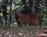 De volta à natureza: onça-parda passa a integrar grupo de animais monitorados por coleira de rastreamento