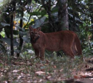 De volta &agrave; natureza: on&ccedil;a-parda passa a integrar grupo de animais monitorados por coleira de rastreamento