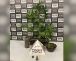 Homem é preso com pés de maconha em estufa no Interlagos, em Divinópolis
