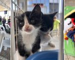 Feiras de adoção de animais promovidas pela Cemig são sucesso em todo o estado