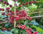 Produtores misturam agrosilício à compostagem e potencializam resultados nas lavouras