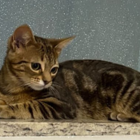 Gatinha de estimação de garoto autista some em Divinópolis