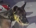 Cachorro é encontrado com focinho cheio de espinhos de ouriço-cacheiro no bairro Belo Vale