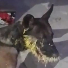 Cachorro é encontrado com focinho cheio de espinhos de ouriço-cacheiro no bairro Belo Vale
