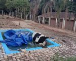VÍDEO: bombeiros resgatam vaca que caiu em piscina de sítio em MG