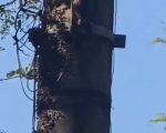 VÍDEO: pedestre fica ferido após levar 50 picadas de abelhas no bairro Lourdes, em BH