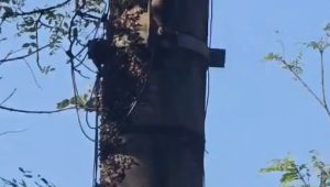 V&Iacute;DEO: pedestre fica ferido ap&oacute;s levar 50 picadas de abelhas no bairro Lourdes, em BH