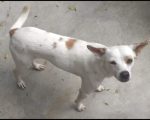 Cachorro está desaparecido e família pede ajuda para encontrá-lo