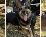 Adote um Herói: Governo de Minas lança campanha para adoção de cães policiais