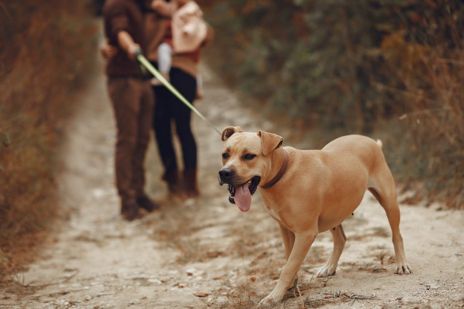 Trilha com seu cachorro pode ser muito prazeroso.