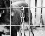 Casal de idosos é indiciado por maus-tratos a cães acorrentados em Sabará