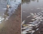 Mais de 4 mil peixes são encontrados mortos no Rio Paraopeba; suspeita é de contaminação
