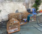 Três pessoas são presas na Grande BH por tráfico de animais silvestres