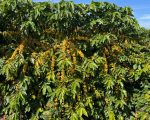 Epamig lança nova cultivar de arábica ‘Amarelão’ durante programação da Semana Internacional do Café
