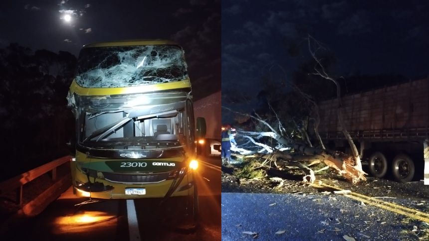 Árvore cai na BR-262 e atinge ônibus e caminhão em Luz; dois ficam feridos