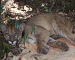Conheça o sistema de monitoramento que fortalece a conservação de animais silvestres no Parque do Rola-Moça, em Minas Gerais