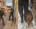 Dupla é presa durante operação da PC em Nova Lima; pit bull é encontrado com maus-tratos