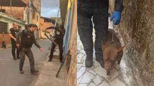 Dupla &eacute; presa durante opera&ccedil;&atilde;o da PC em Nova Lima; pit bull &eacute; encontrado com maus-tratos