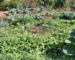 Hortas circulares são alternativa de renda para agricultores familiares em Minas Gerais