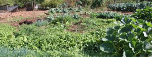 Hortas circulares s&atilde;o alternativa de renda para agricultores familiares em Minas Gerais