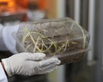 Tecnologia mineira impulsiona uso da macaúba como biocombustível para a aviação