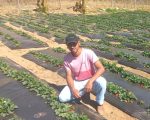 Programa Futuro no Campo incentiva jovem produtor a iniciar cultivo de morangos em Seritinga