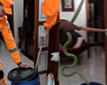 VÍDEO: Cobra é encontrada por Jorge Neto em armário de cozinha