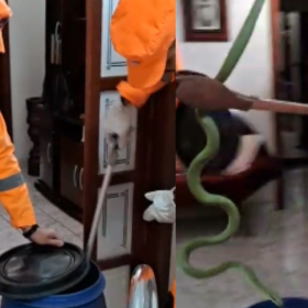 VÍDEO: Cobra é encontrada por Jorge Neto em armário de cozinha