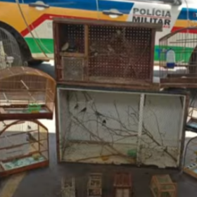Homem é multado em mais de R$ 60 mil por manter 48 aves silvestres em cativeiro em Oliveira