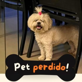 Cadelinha encontrada no bairro Bom Pastor