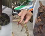 VÍDEO: polícia apreende filhote de jacaré enviado pelo correio, em BH
