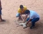 Cachorro com mal súbito é salvo por PM após massagem cardíaca na Grande BH