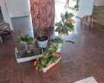 ‘Ladrão de jardim’ é solto após pagar fiança em BH; plantas são devolvidas