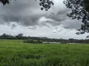 Epamig orienta sobre planejamento forrageiro no per&iacute;odo de chuvas