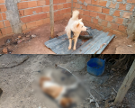Cão é encontrado morto e outro em situação de maus-tratos durante operação policial em Divinópolis