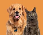 Shopping de Contagem terá feira de doação de cães e gatos neste final de semana