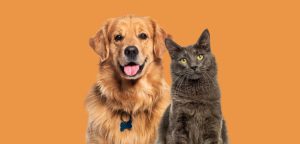 Shopping de Contagem ter&aacute; feira de doa&ccedil;&atilde;o de c&atilde;es e gatos neste final de semana