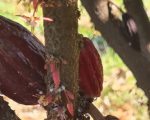 Método de plantio do cacau projeta Norte de Minas no mercado mundial