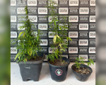 PM encontra plantação de maconha em terraço de casa em Divinópolis