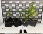 Homem acusado de violência doméstica é preso com pés de maconha em Divinópolis