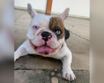Família procura por Gaspar, buldogue francês desaparecido no Centro de Divinópolis