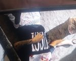 Jovem Gabriel é executado no bairro Quintino