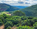 Valor Bruto da Produção agropecuária mineira deve alcançar valor recorde de R$ 168,1 bilhões em 2025
